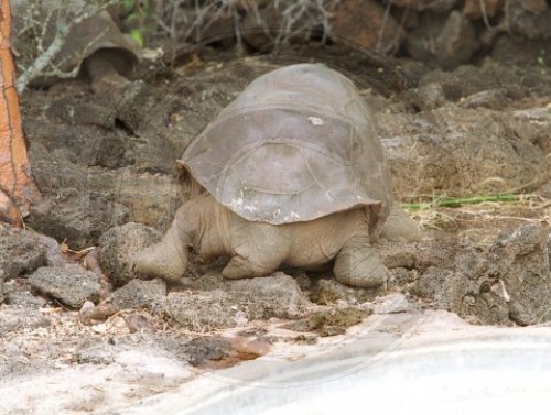 Galapagos