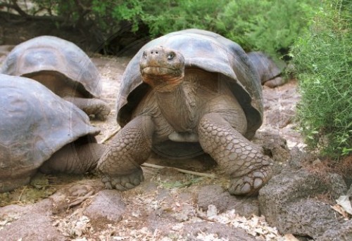 Galapagos