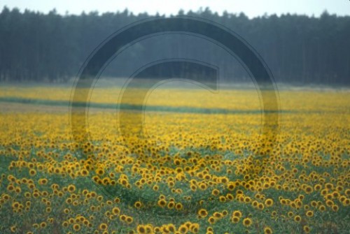 Sonnenblumen