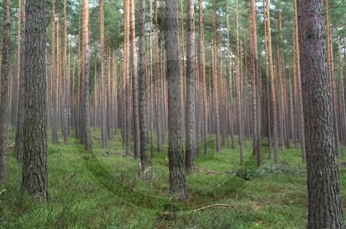 Nadelwald im Th√ºringer Wald