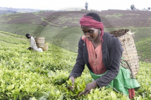 Tee in Tanzania