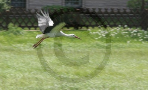 Storch