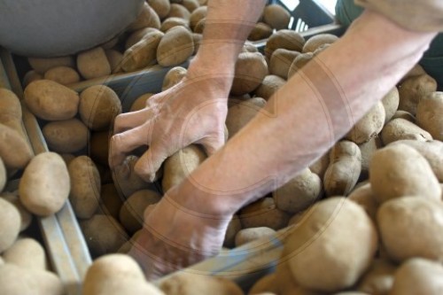 Kartoffel - Haendler in Bruessel
