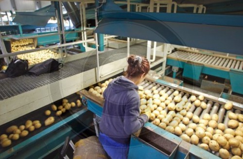 Kartoffellandhandelbetriebe