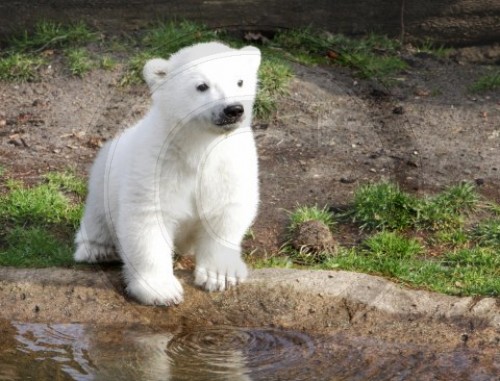 Eisbaer Knut