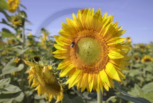 Sonnenblume