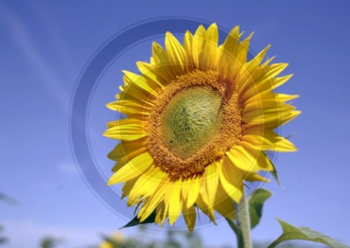 Sonnenblume