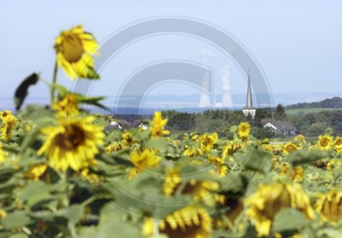 Sonnenblume