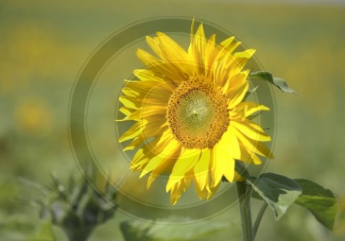 Sonnenblume