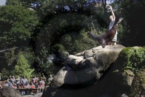 Seehunde im Centralpark Zoo