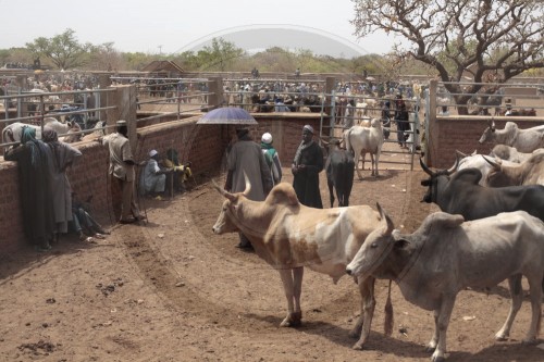 Viehmarkt in Burkina Faso