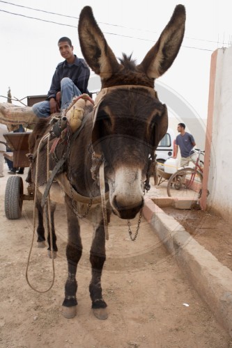 Eselfuhrwerk in Marokko