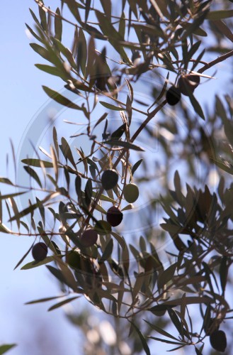 Oliven in Marokko