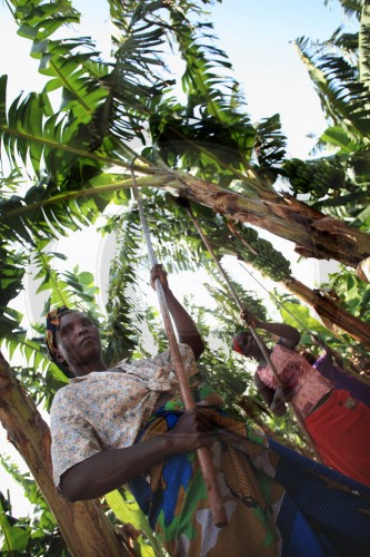 Bananenplantage BANANALANDIA