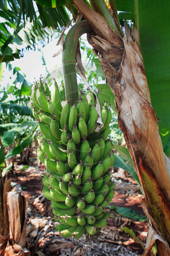 Bananenplantage BANANALANDIA