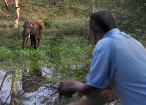 Elefant im  Great Limpopo Transfrontier Park