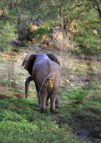 Elefant im  Great Limpopo Transfrontier Park
