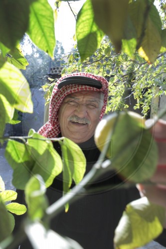 Jordanier bei der Zitronenernte