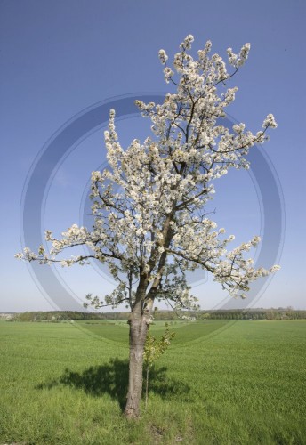 Kirschbaum in Bluete