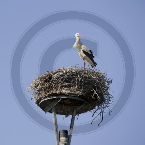 Storch