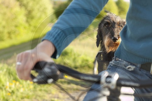 Hund faehrt Fahrrad