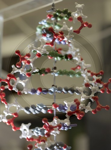 DNA-Modell