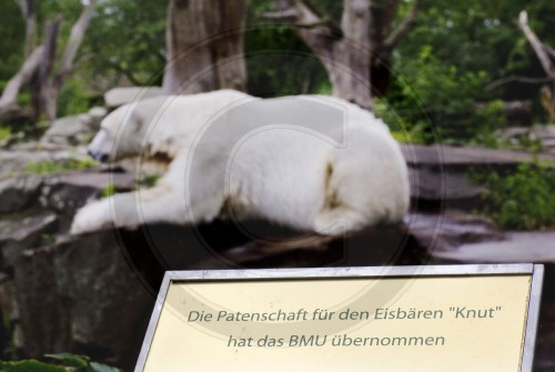 EISBAER KNUT , Berliner Zoo