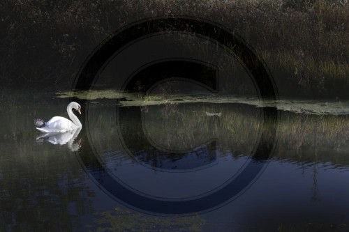 Schwan | Swan