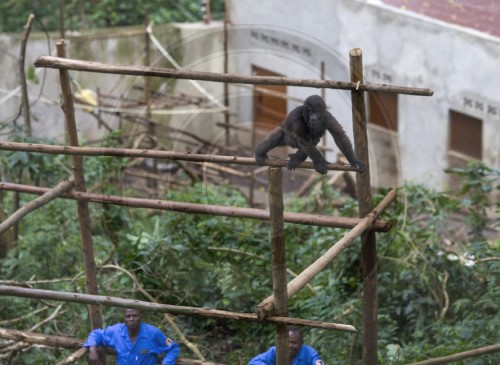 Virunga-Nationalpark