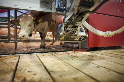 Kuh an einer vollautomatischen Melkmaschine