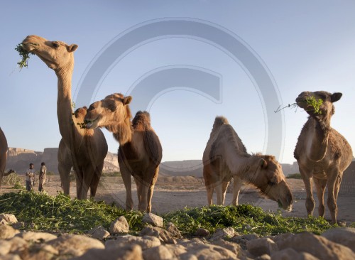 Kamelmarkt in Shibam im Wadi Hadramaut, Jemen.