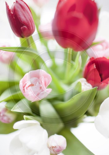 Tulpen | Tulips