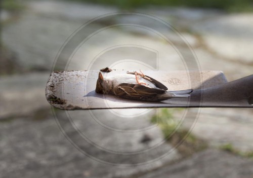 Toter Spatz | Dead sparrow