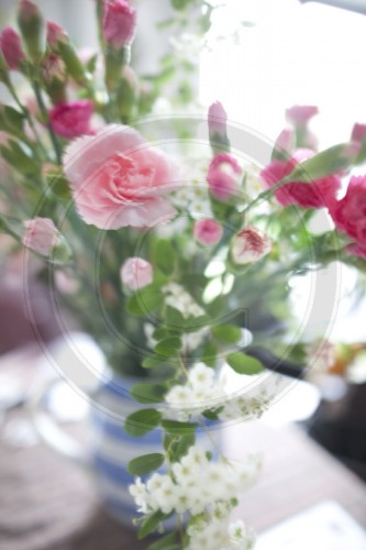 Nelken | Carnations