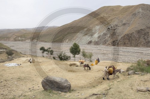 Getreideernte in Afghanistan