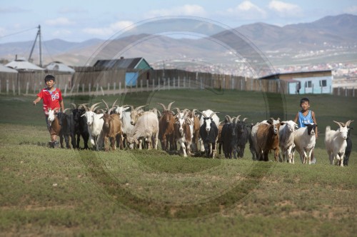 Kinder hueten Ziegen in Ulan Bator| Children herding goats in Ulan Bator
