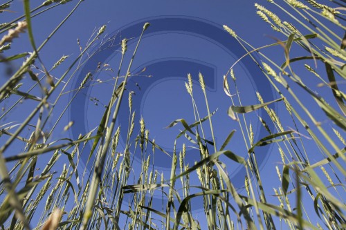 Weizenanbau in der Mongolei|Wheat growing in northern Mongolia