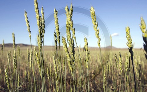 Weizenanbau in der Mongolei|Wheat growing in northern Mongolia