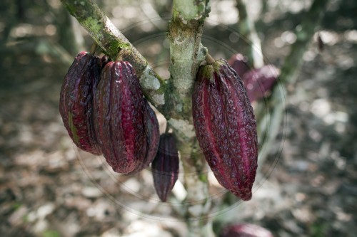 Kakaofrucht | Cocoa pod