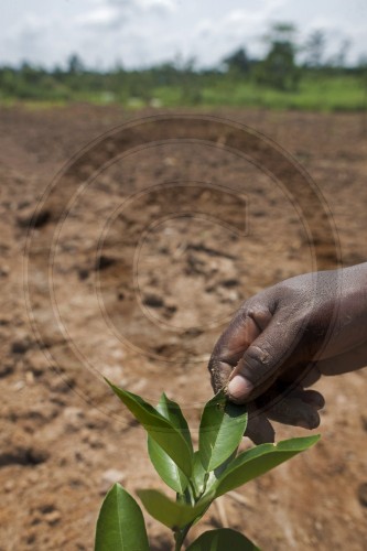 Ackerbau in Afrika