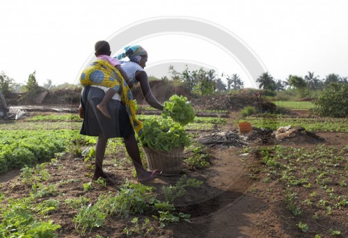 Landwirtschaft in Afrika