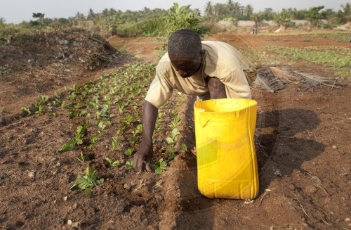 Landwirtschaft in Afrika