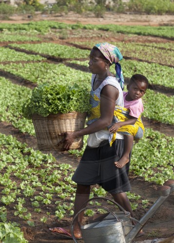 Landwirtschaft in Afrika