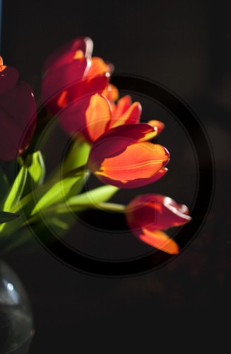 Tulpen | Tulips