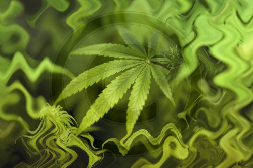 Cannabis | Cannabis