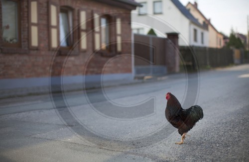 Dorfstrasse mit Hahn