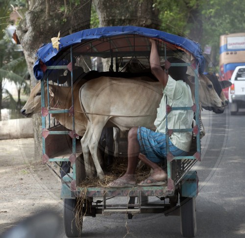 Viehtransport in einem TukTuk