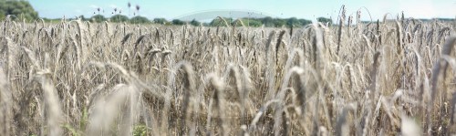 Gerstenfeld|Barley field