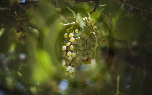 Weintrauben| Grapes