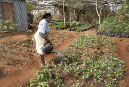Gemueseanbau in Kenia|Vegetable gardening in Kenya